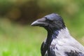 Hooded crow Portrait Royalty Free Stock Photo