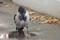 Hooded crow in the puddle