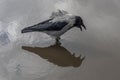 Hooded Crow in Puddle Royalty Free Stock Photo