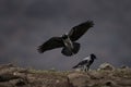 Hooded crow , scald crow, Bulgaria