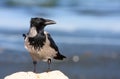 Hooded Crow on rock
