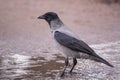 Hooded crow