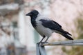 Hooded crow sitting on the fence Royalty Free Stock Photo