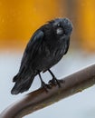 Hooded Crow Sitting on Rail . Royalty Free Stock Photo