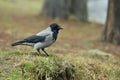 Hooded Crow standing on the grass in a park on a windy day of winter.