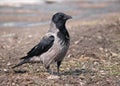 Hooded crow stands on flat ground Royalty Free Stock Photo
