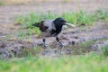 Hooded crow stands in a puddle and holds plastic debris in its beak.