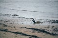 Hooded crow taking a bath in the puddle of water on frozen beach