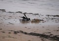 Hooded crow taking a bath in the puddle of water on frozen beach Royalty Free Stock Photo