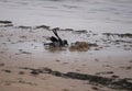 Hooded crow taking a bath in the puddle of water on frozen beach