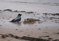 Hooded crow taking a bath in the puddle of water on frozen beach Royalty Free Stock Photo