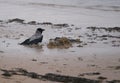 Hooded crow taking a bath in the puddle of water on frozen beach