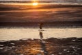 Hooded crow taking a bath in the puddle of water on frozen beach of Baltic sea at sunset