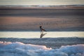 Hooded crow walking on the frozen beach of Baltic sea on sunset Royalty Free Stock Photo