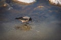 Hooded crow walking on melting ice