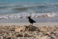 Hooded crow walking on the riples of sand on frozen beach of Baltic sea at sunset Royalty Free Stock Photo