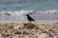 Hooded crow walking on the riples of sand on frozen beach of Baltic sea at sunset Royalty Free Stock Photo