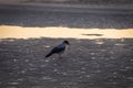 Hooded crow walking on the ripples of sand on frozen beach of Baltic sea at sunset Royalty Free Stock Photo