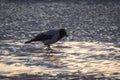 Hooded crow walking on the ripples of sand on frozen beach of Baltic sea at sunset Royalty Free Stock Photo