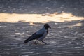 Hooded crow walking on the ripples of sand on frozen beach of Baltic sea at sunset Royalty Free Stock Photo