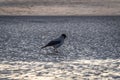 Hooded crow walking on the ripples of sand on frozen beach of Baltic sea at sunset Royalty Free Stock Photo