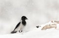 Hooded crow walking in snow in winter