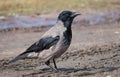 Hooded crow walks on wet earth at early spring