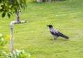 Hooded crow and water spigot in the garden of the Winter Palace in Luxor, Egypt. Royalty Free Stock Photo