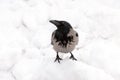 Hooded crow in snow Royalty Free Stock Photo