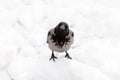 Hooded crow in snow Royalty Free Stock Photo