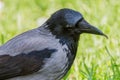 Hooded crow with worm close-up