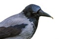 Hooded crow with worm isolated