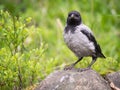 Hooded Crow