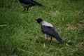 The hooded crown (corvus cornix) shows the demonstrative behavior