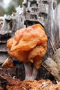 Hooded false morel or the elfin saddle - inedible fungus