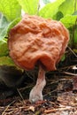 Hooded false morel or the elfin saddle - inedible fungus