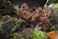 The hooded false morel Gyromitra infula is a deadly poisonous mushroom