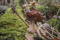 The hooded false morel Gyromitra infula is a deadly poisonous mushroom