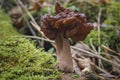 The hooded false morel Gyromitra infula is a deadly poisonous mushroom