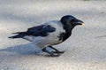 Hooded grey crow