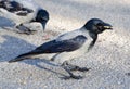 Hooded grey crow