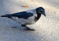 Hooded grey crow