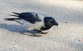 Hooded grey crow