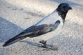 Hooded grey crow