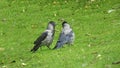 Hooded Grey Crows fighting in field