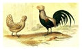 Hooded hen, The rooster crest, vintage engraving