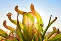 Hooded, insectivorous plant with lateral nerves, sunlit