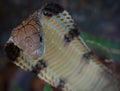 Hooded King Cobra Close-up Royalty Free Stock Photo