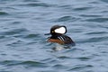 Hooded Merganser