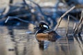 Hooded Merganser Royalty Free Stock Photo